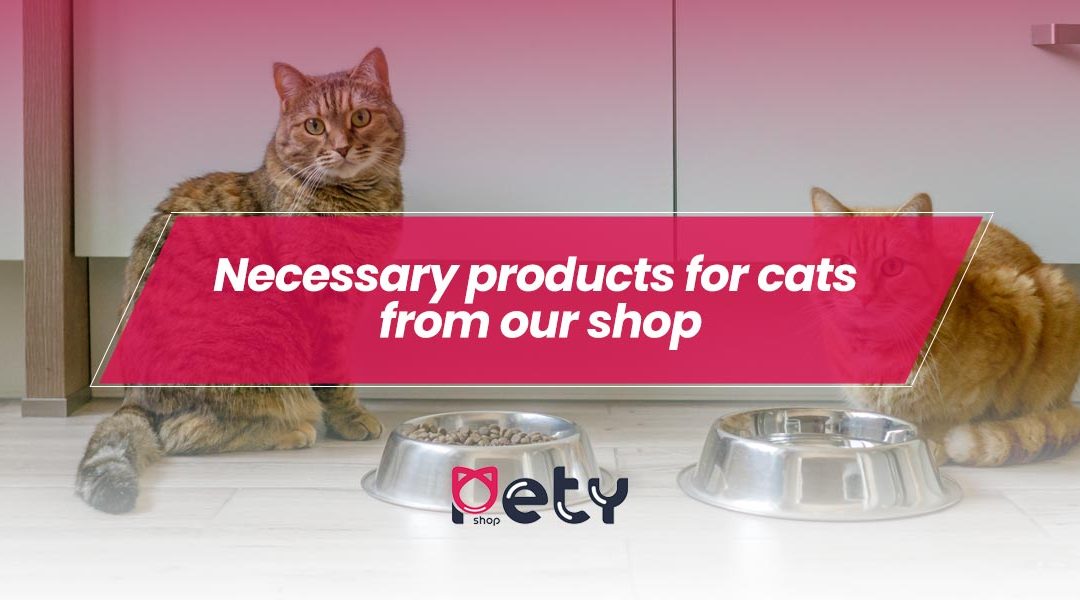 Necessary products for cats from our shop