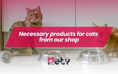 Necessary products for cats from our shop